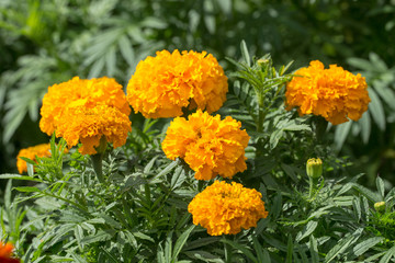 yellow marigolds