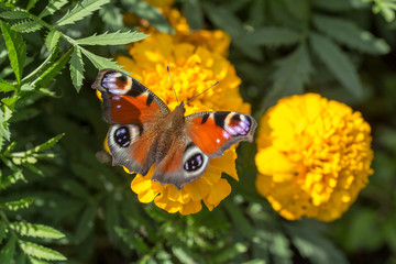 red butterfly