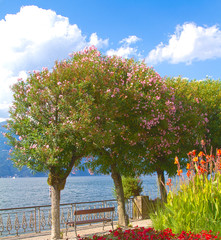 lakefront with trees and flowers
