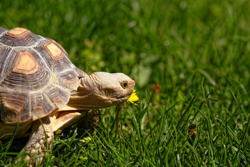 African Spurred Tortoise