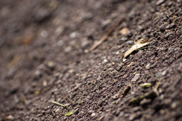 soil