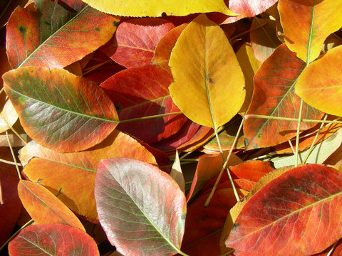 autumn leaves on pavement