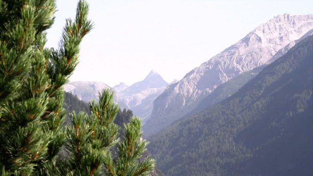 Nadelbaum im Wind vor Bergen in den Alpen