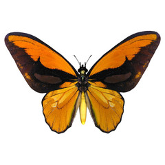 Birdwing Butterfly