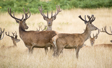 Naklejka na ściany i meble Red deer stag herd in Summer field landscape