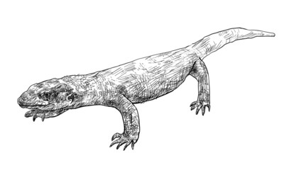 The vector of Varanus exanthematicus