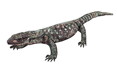 The vector of Varanus exanthematicus