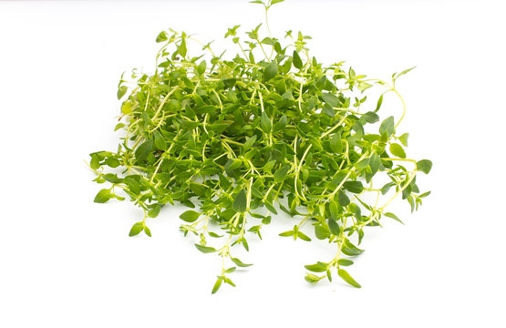 Thyme.