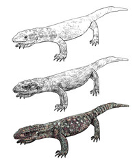 The vector of Varanus exanthematicus
