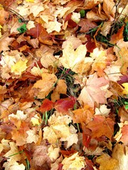 Fallen leaves