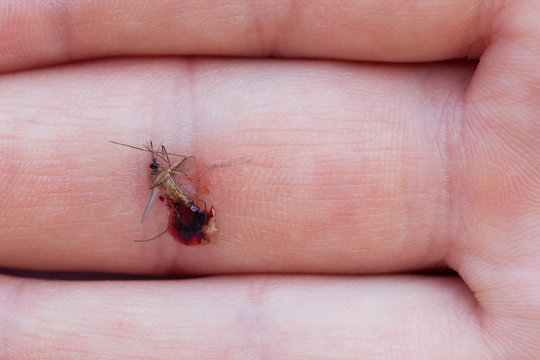 Dead mosquito with blood