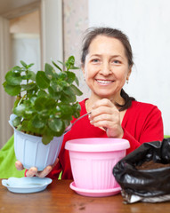 Happy mature woman transplants  Kalanchoe