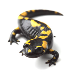 Obraz premium Fire salamander (Salamandra salamandra) on white