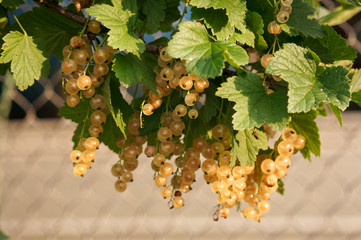 White currant grows on a bush bunch