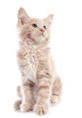 maine coon kitten