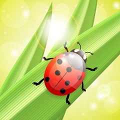 Ladybug an a blade of grass, illustration