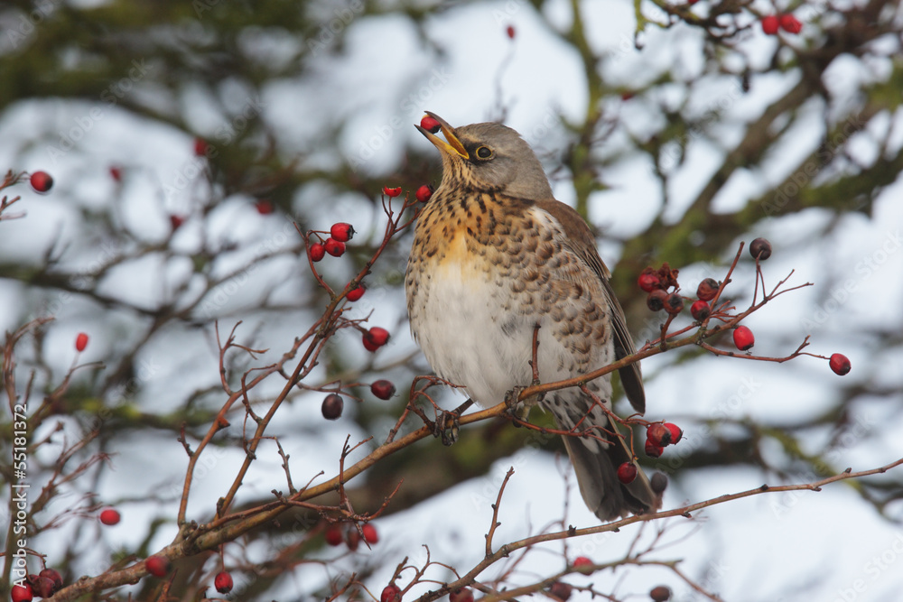 Sticker Fieldfare, Turdus pilaris