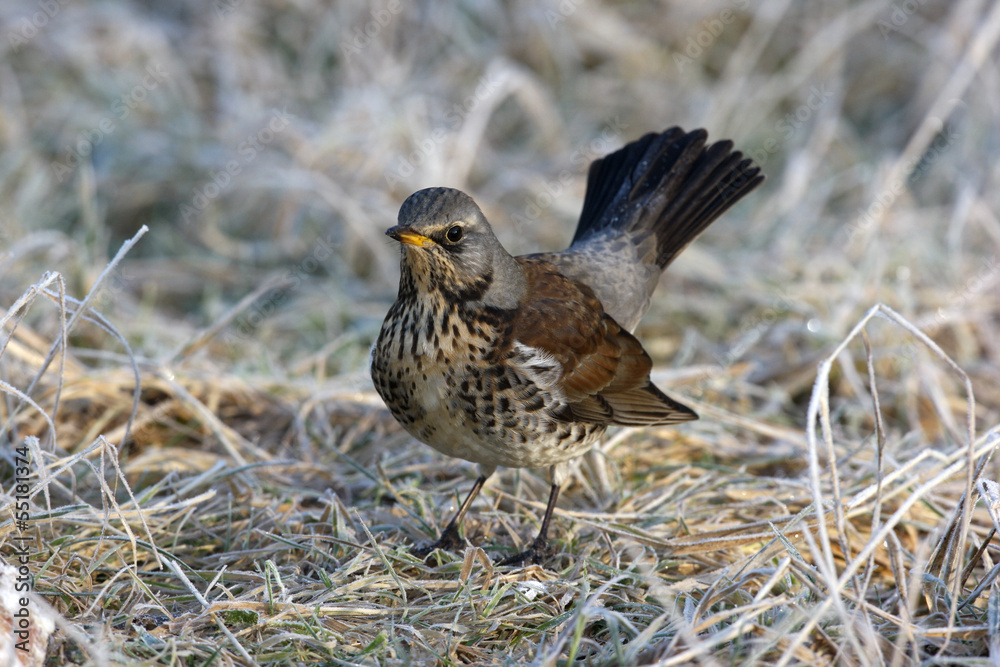 Poster Fieldfare, Turdus pilaris