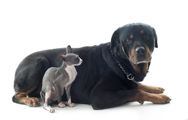 Sphynx Cat and rottweiler