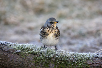 Fieldfare, Turdus pilaris