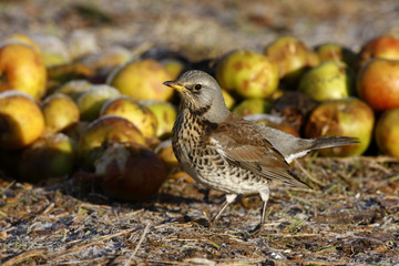 Fieldfare, Turdus pilaris