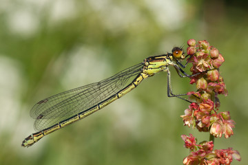 Damselfly resting on a flower