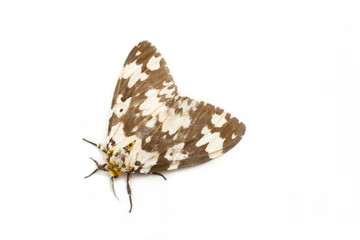 Tussock moth butterfly isolated on white background.