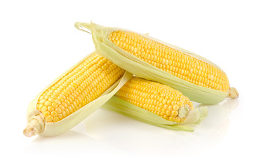 Fresh Corn on the Cob Isolated on White Background