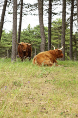 Scottish highlander with big horns cow in pine tree forest.