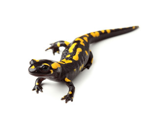 Fire salamander  (Salamandra salamandra) on white - obrazy, fototapety, plakaty