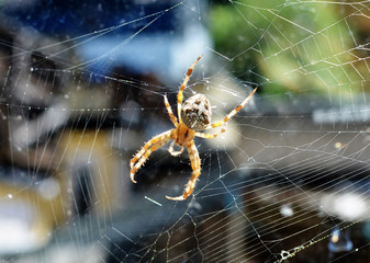 Große Spinne
