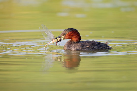 Tuffetto con libellula