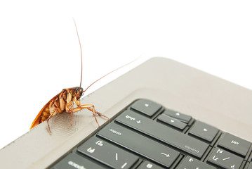 Cockroach climbing on keyboard to present computer attacked