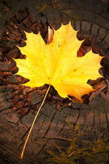 Autumn leave over wooden background