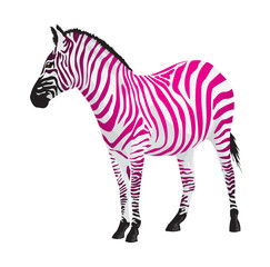 Fototapeta na wymiar Zebra with strips of pink color.