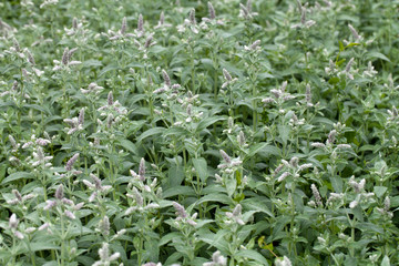 fresh mint in garden