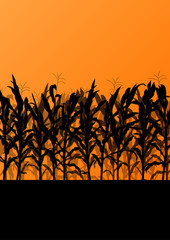 Corn field detailed countryside landscape illustration backgroun © kstudija