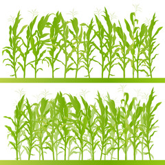 Corn field detailed countryside landscape illustration backgroun