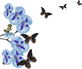 blue orchids and dark butterflies isolated on white