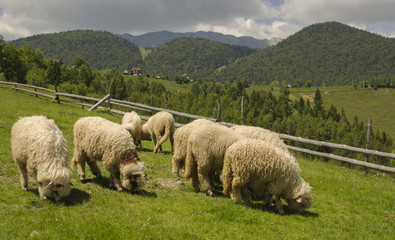 Fototapeta premium Sheep in the field