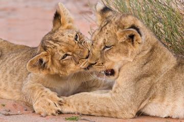 Fototapeta premium Two cute lion cubs playing on sand in the Kalahari