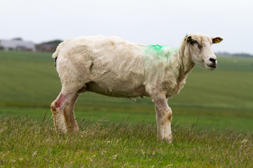 Obraz premium Deich 1263