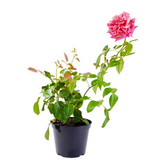 Decorative roses in a pot on a white background