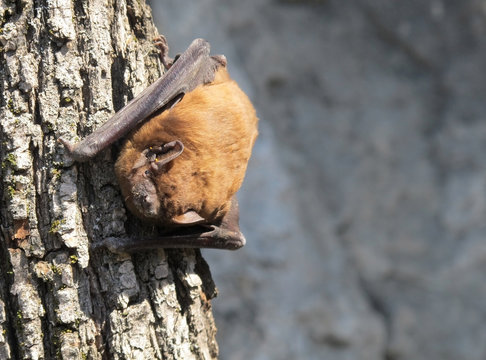 Bat on a tree