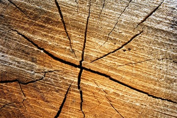 Fototapeta premium wood texture