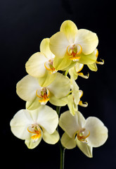 Fototapeta na wymiar beautiful yellow exotic orchid flower