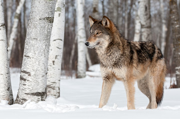 Fototapeta premium Grey Wolf (Canis lupus) Stands Towards Left