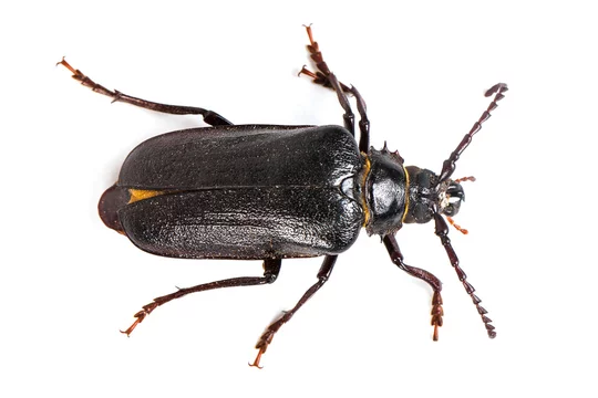 Großer schwarzer Käfer – Stock-Foto | Adobe Stock