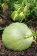 pumpkin in the garden