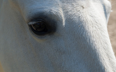 Cheval blanc